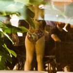 Katy Perry gross ass in a bikini