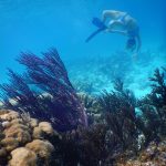 Sailor Brinkley Cook Underwater Bikini