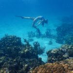 Sailor Brinkley Cook Underwater Bikini